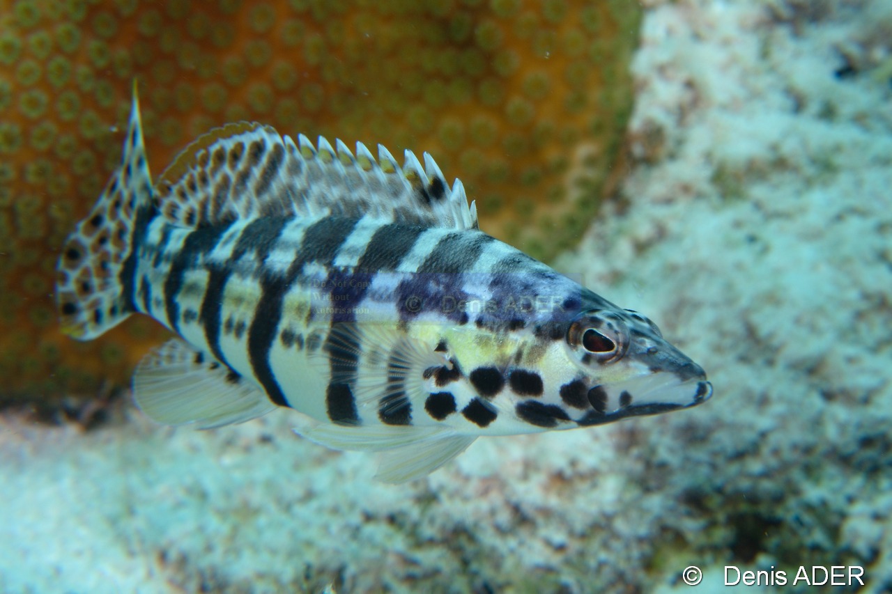 Serranus-tigrinus Serran tigre-Bonaire Buddy reef-19m-20180221-Denis-ADER-DSC_7364_tn.jpg